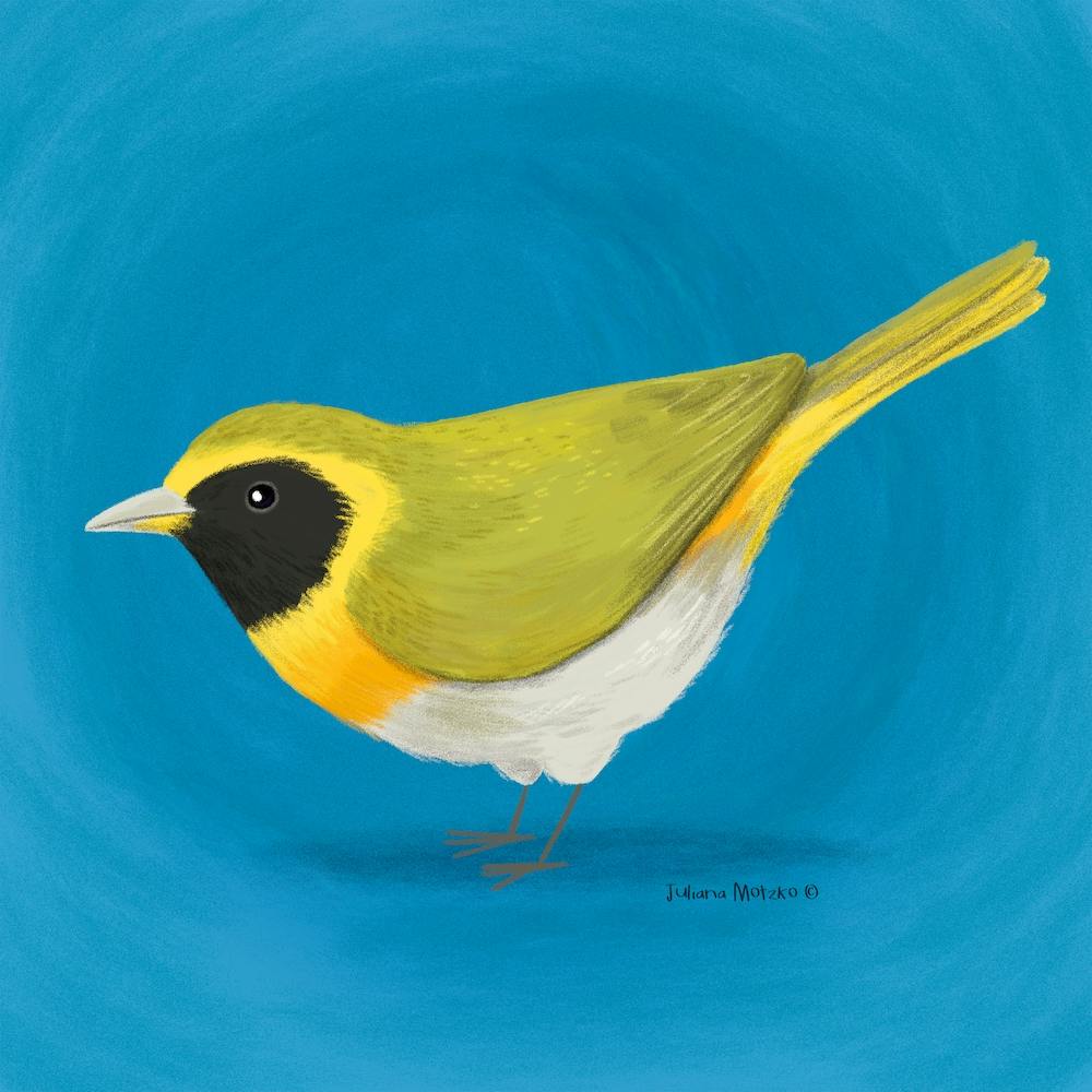 Guira Tanager Bird