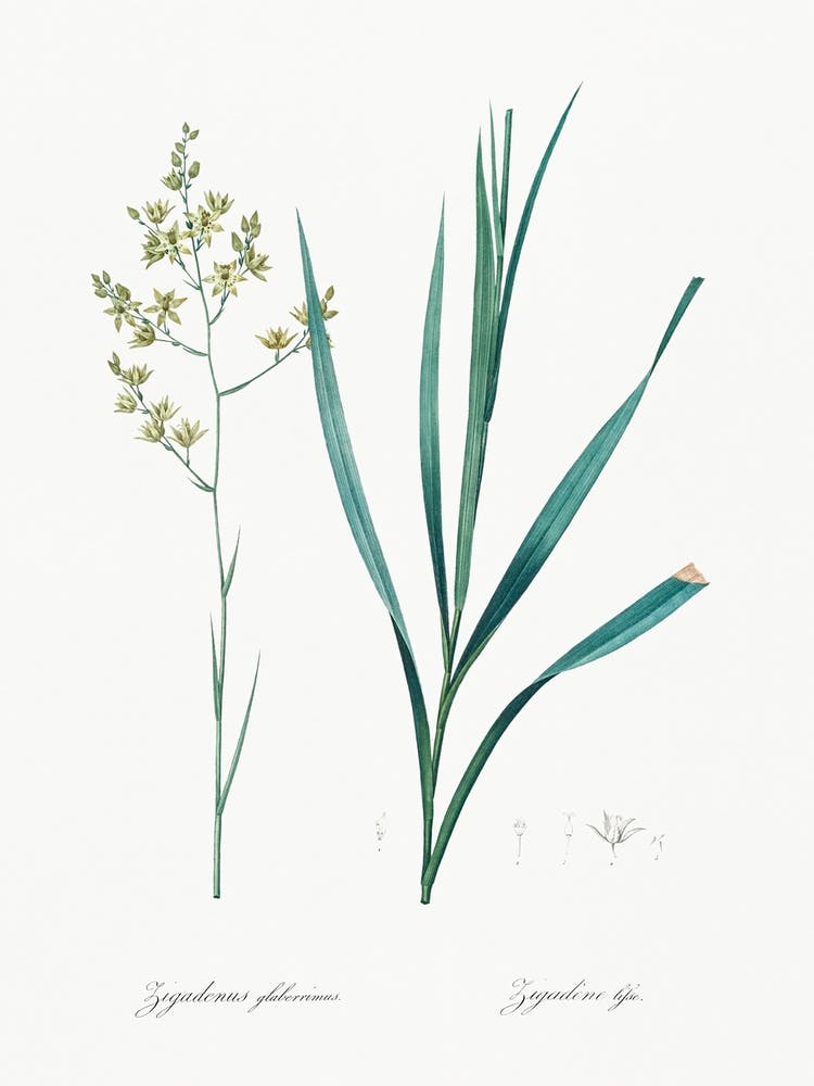 Sandbog Death Camas Illustration From Les Liliacées (1805), Pierre Joseph Redoute