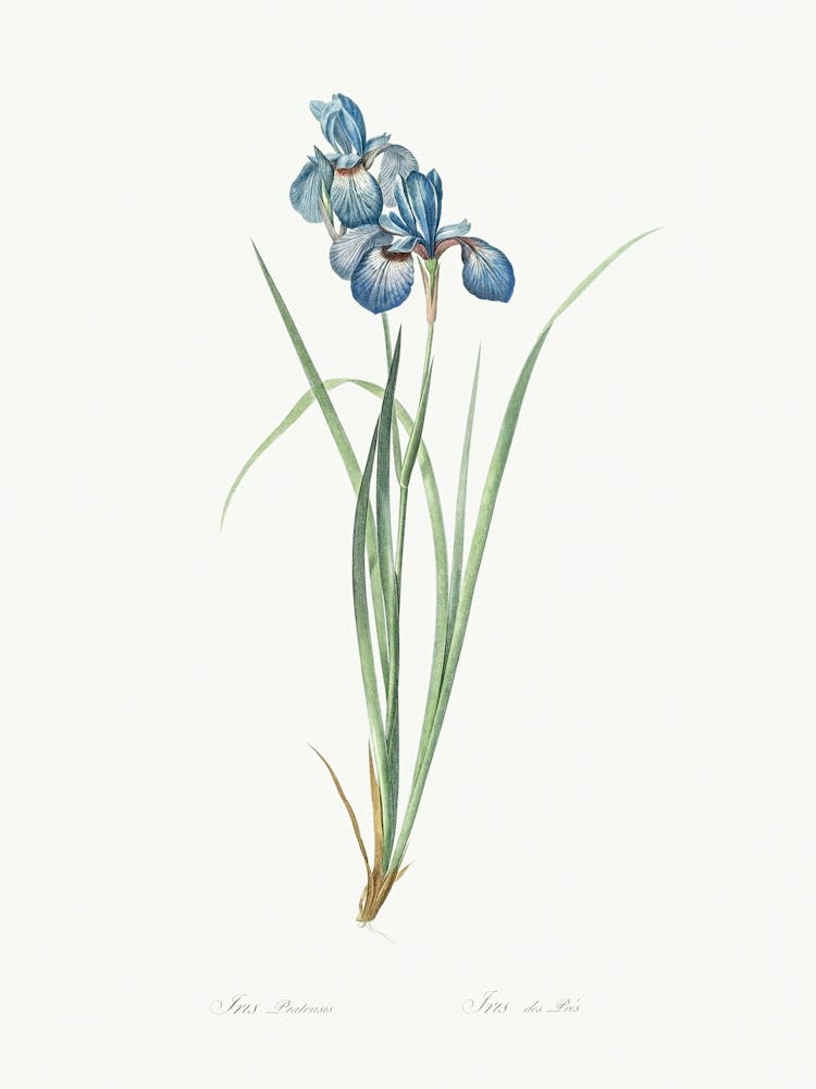 Iris Pratensis, Pierre Joseph Redoute