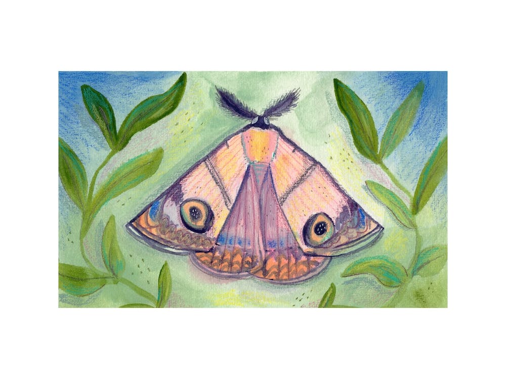 Dream Moth