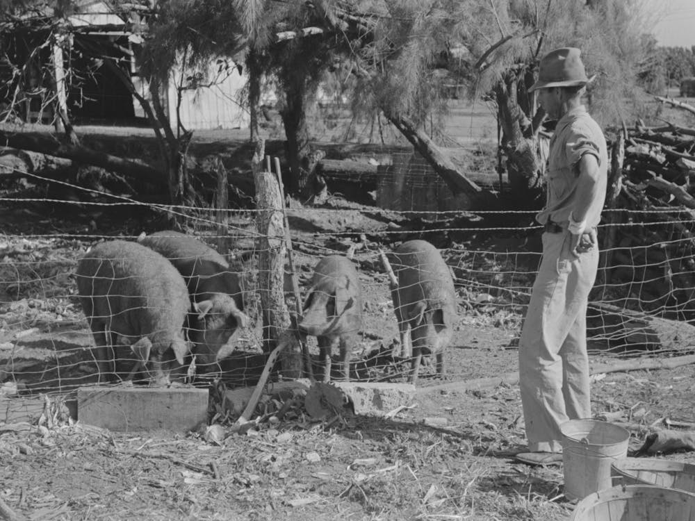 Fsa (Farm Security Administration) Client With Hogs Near,Weslaco, Texas, Hog Raising Is Becoming More Popular