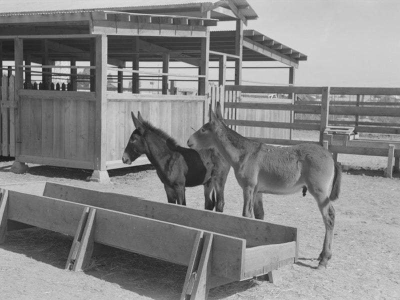 Mule Colts, Tom And Jerry, At The Casa Grande Valley Farms, Pinal County, Arizona By Russell Lee