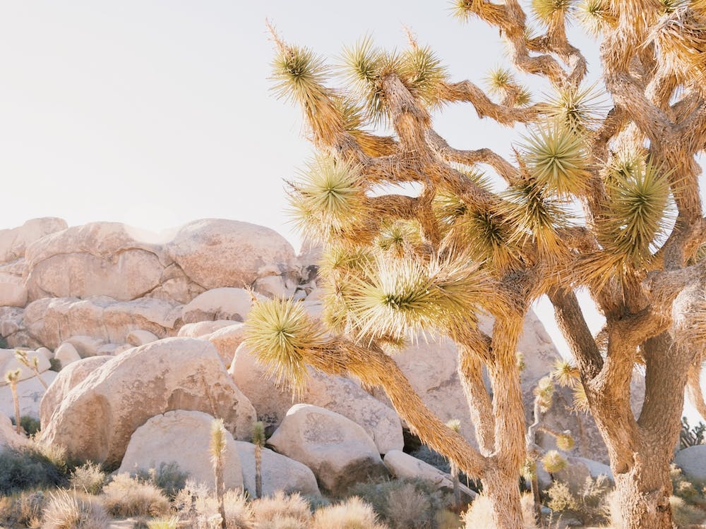 Sun Drenched Joshua Tree