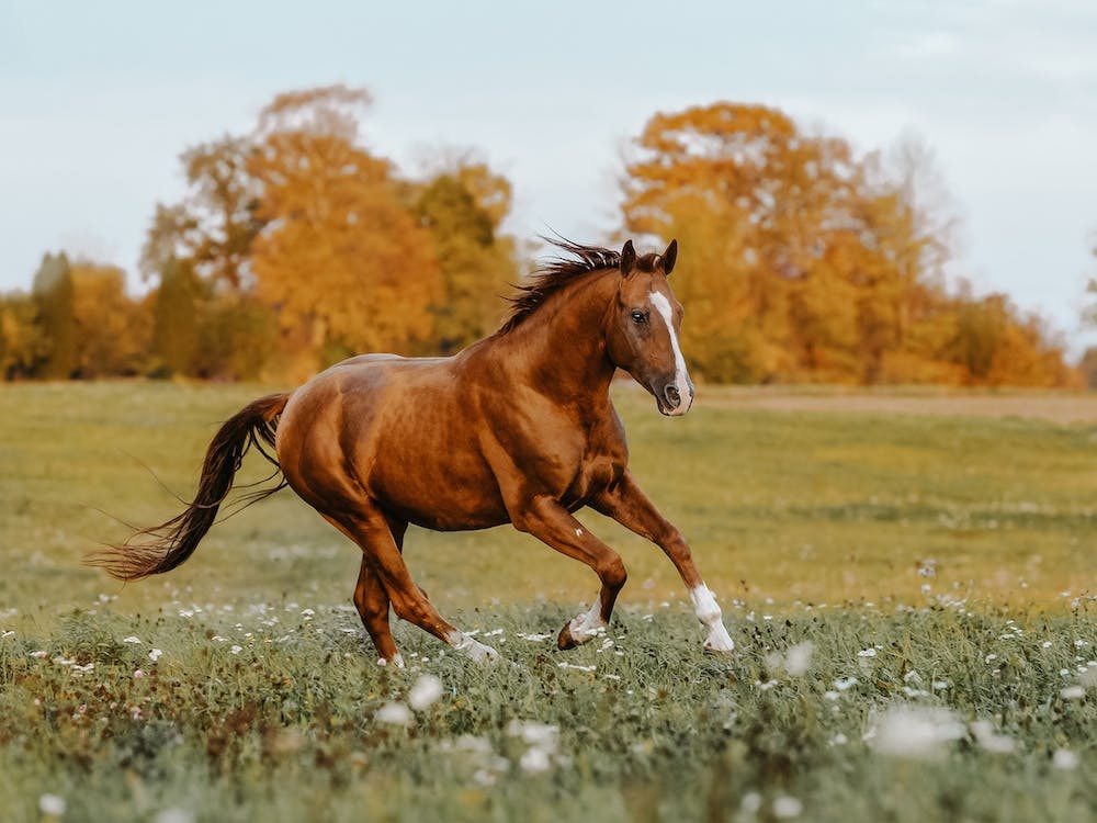 Running Horse