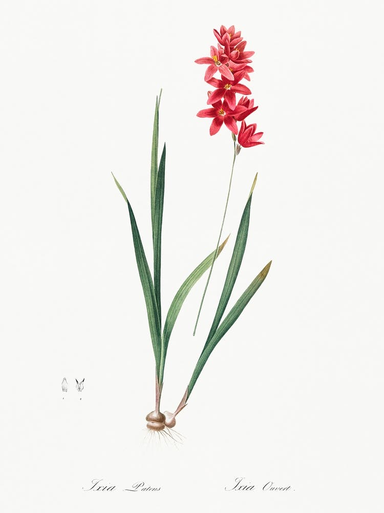Ixia Patens, Pierre Joseph Redoute