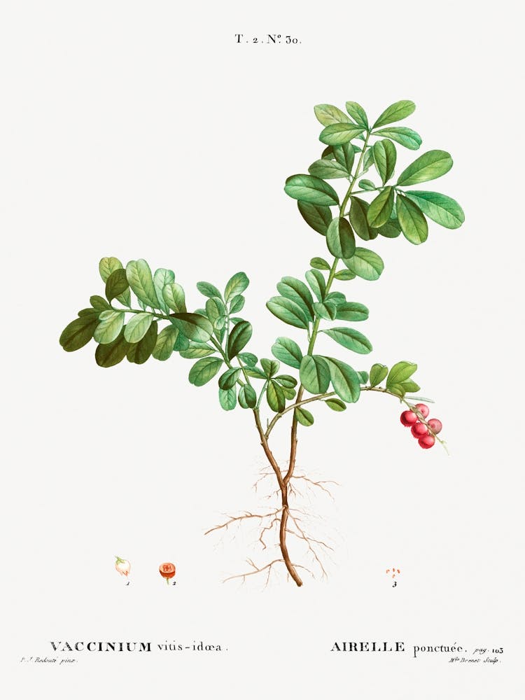 Lingonberry, Pierre Joseph Redoute