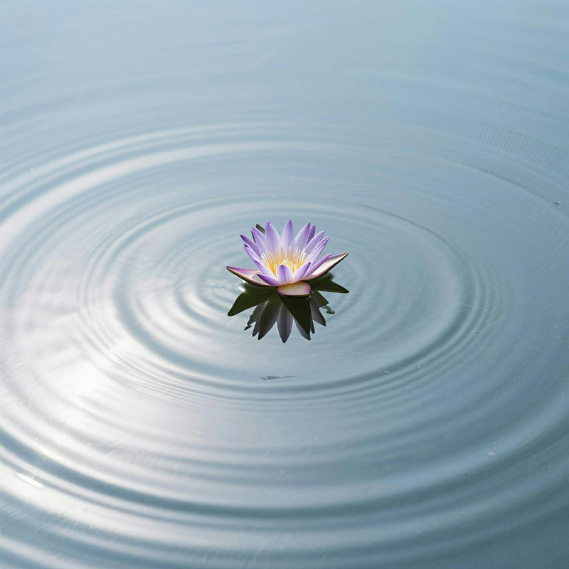Lotus Flower In Water