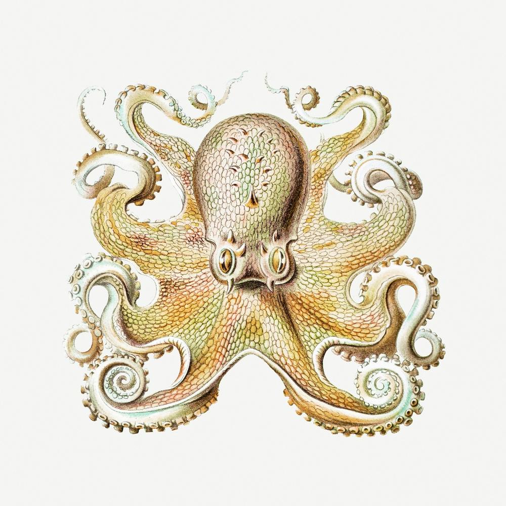 Vintage Oktopus Meereslebewesen Illustration