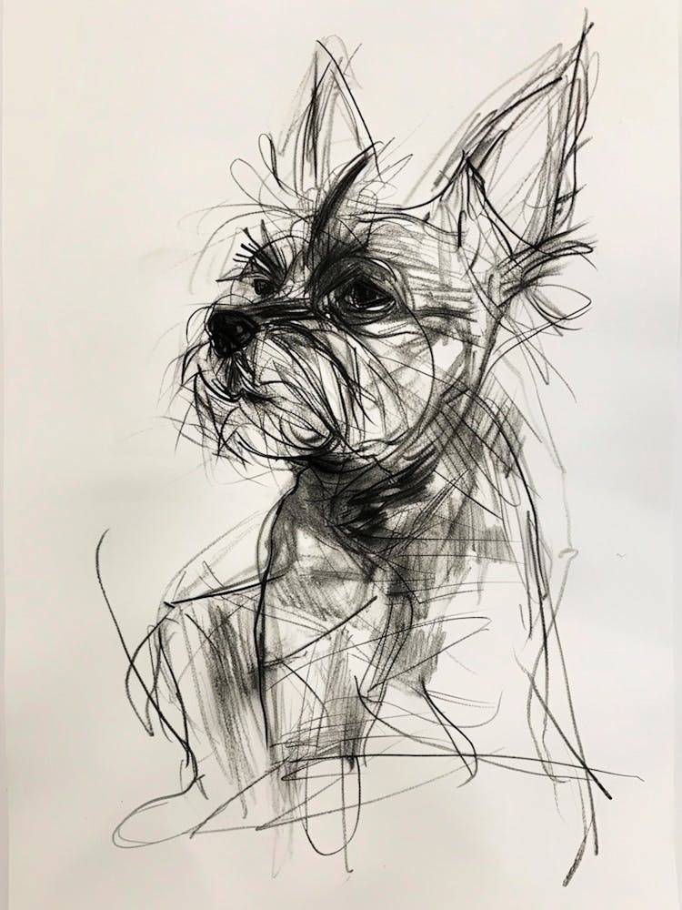 Yorkshire Terrier Charcoal Line 1