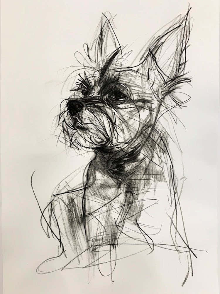 Yorkshire Terrier Charcoal Line 1