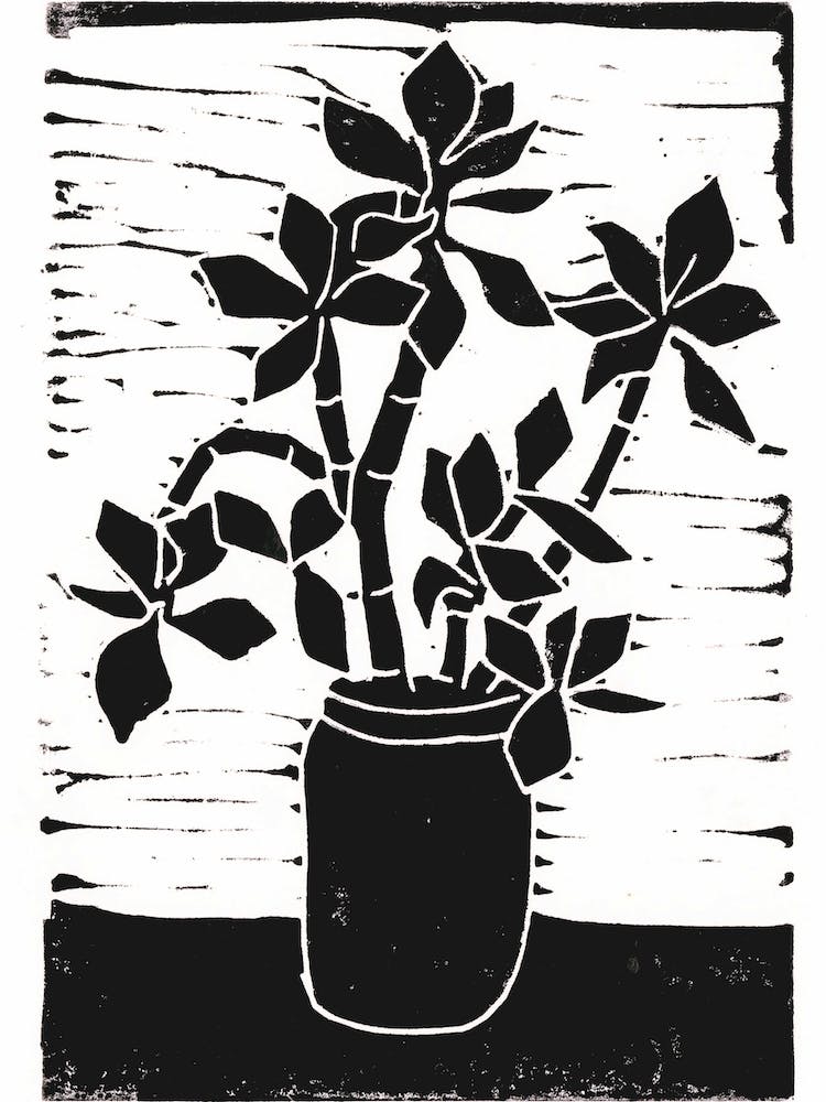 Money Plant