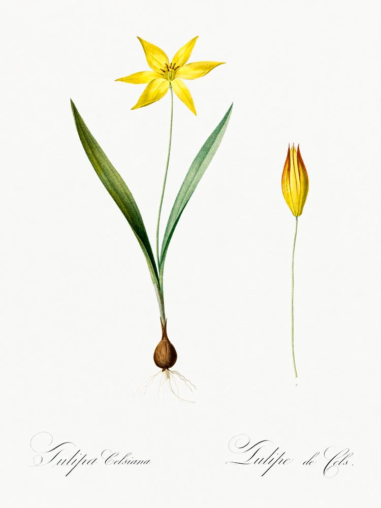 Tulipa Celsiana Illustration From Les Liliacées (1805), Pierre Joseph Redoute