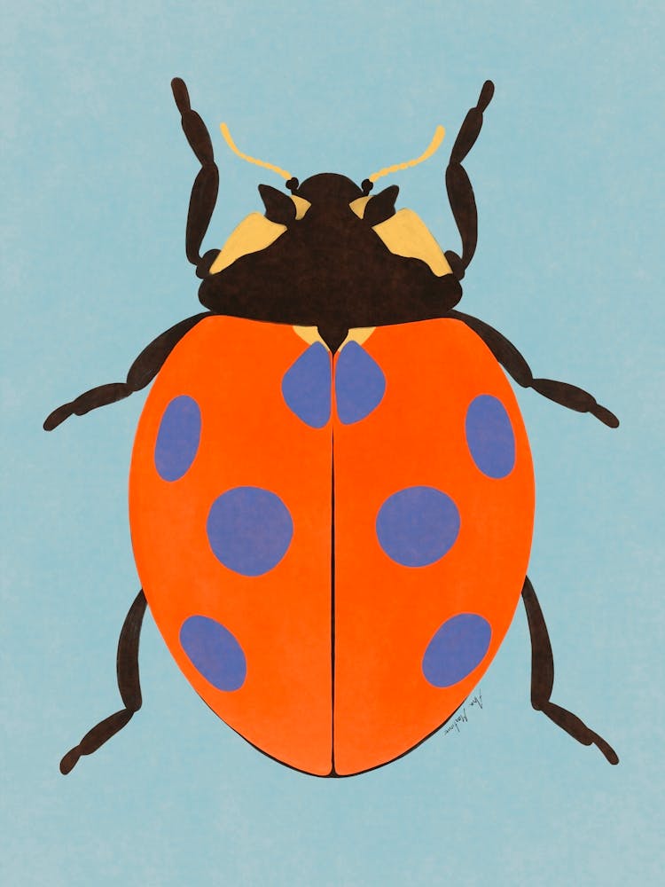 Orange und blauer Marienkäfer