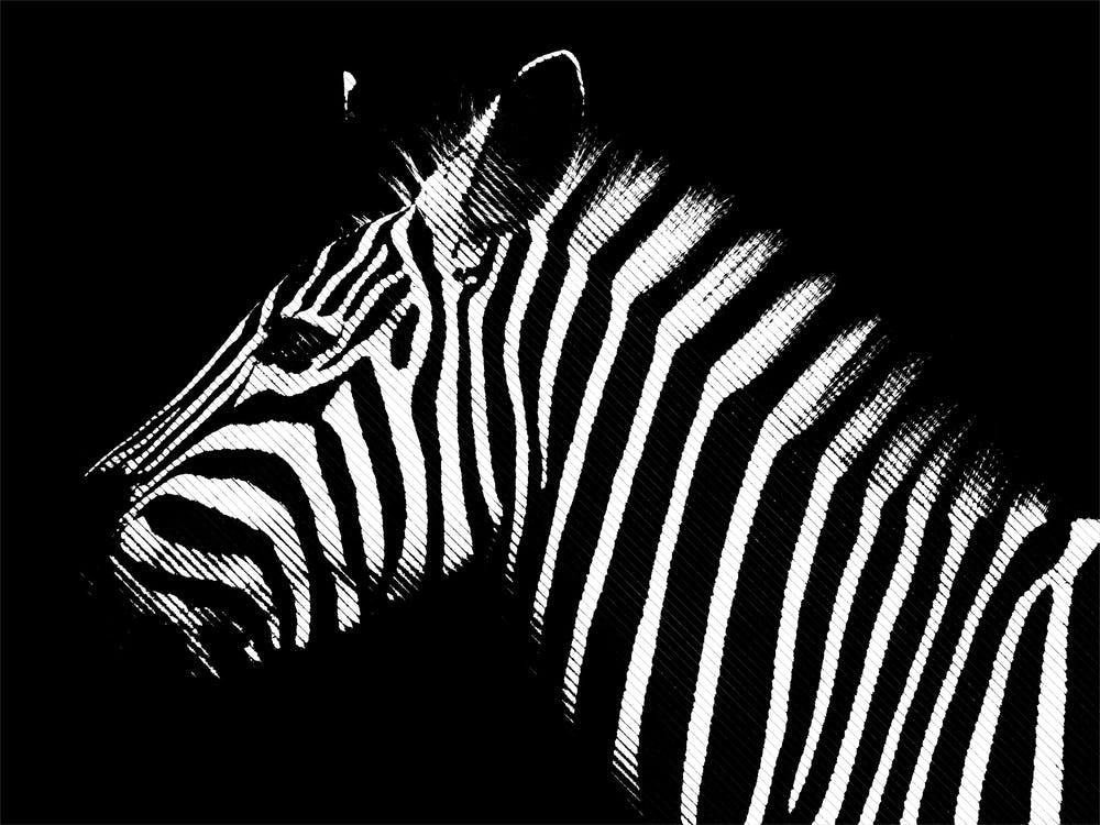 Zebra Line Art 2