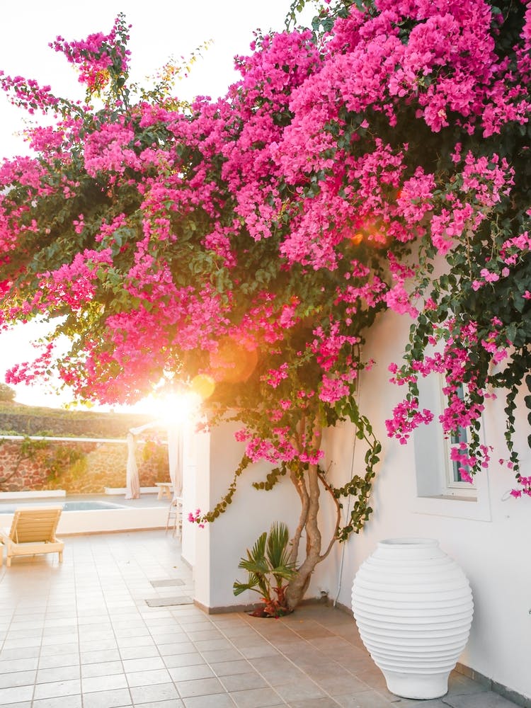 Bougainvillea Sunset