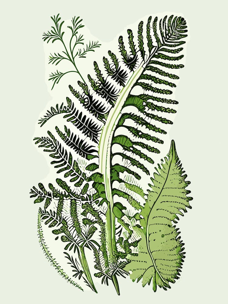 Maidenhair Spleenwort Wildflower Vintage Botanical