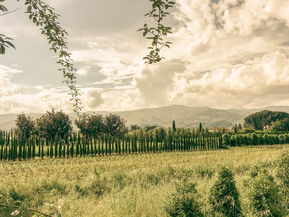 Tuscany Fields