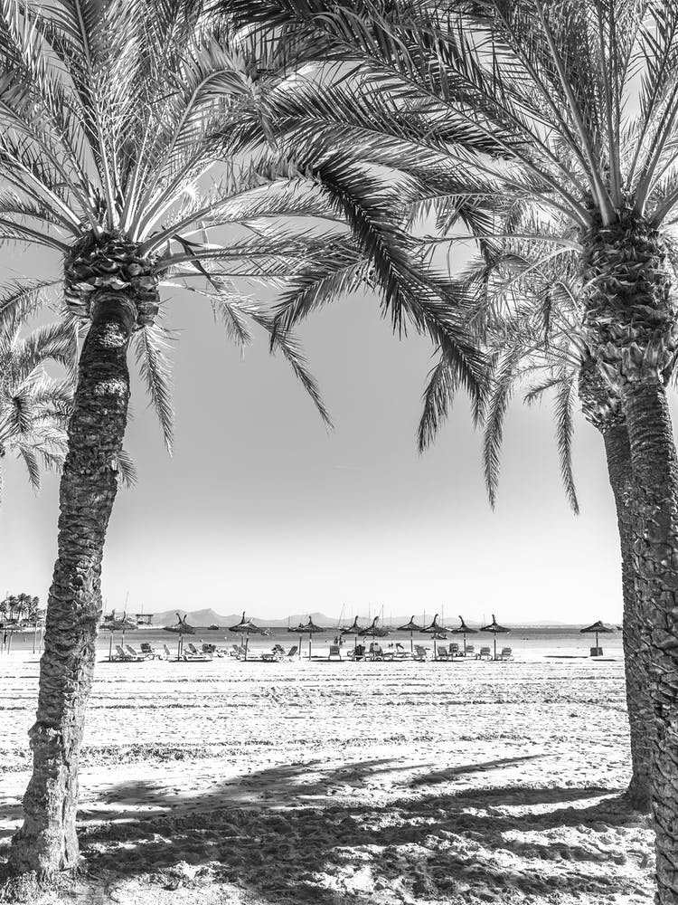 Ibiza Palm Trees On The Beach