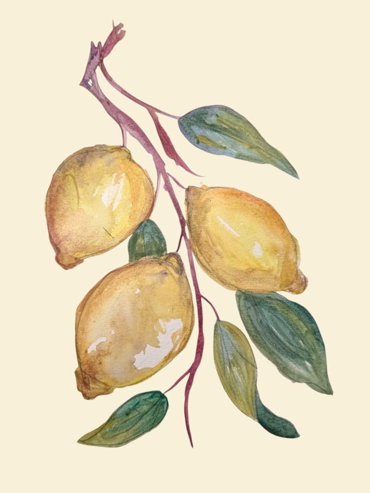 Lemons Watercolour Illustration Kitchen Botanical Holiday