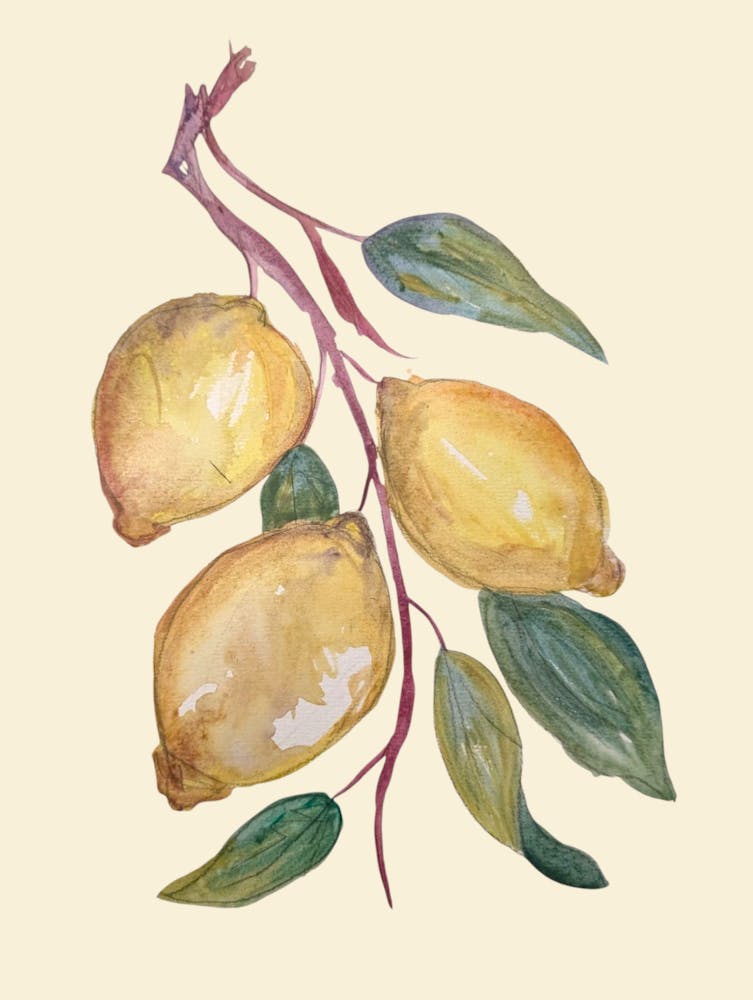 Lemons Watercolour Illustration Kitchen Botanical Holiday