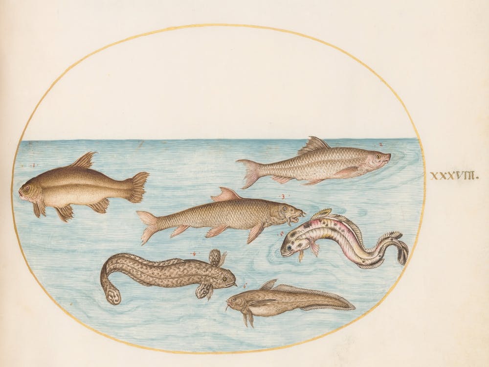 Aquatic And Shellfish Animals, Joris Hoefnagel (2)