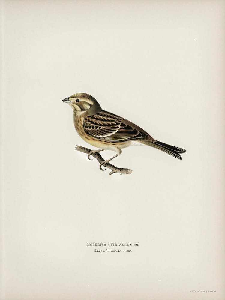 Yellowhammer (Emberiza Citrinella), The Von Wright Brothers