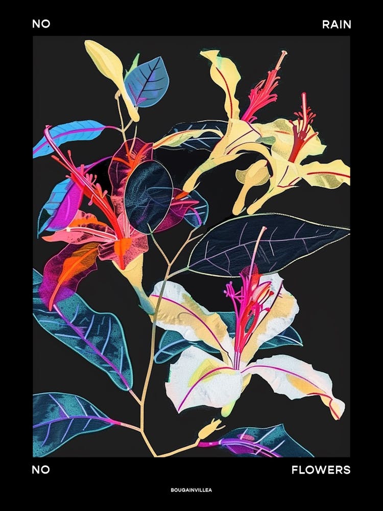 No Rain No Flowers Poster Bougainvillea 3