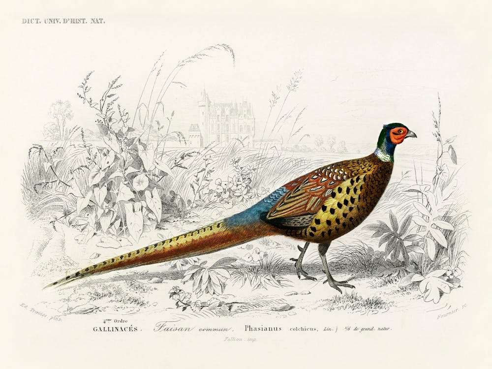 Ring Neckrd Pheasant (Phasianus Colchicus), Charles Dessalines D'Orbigny