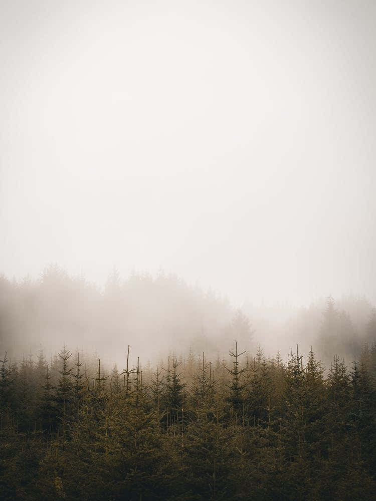Foggy Forest