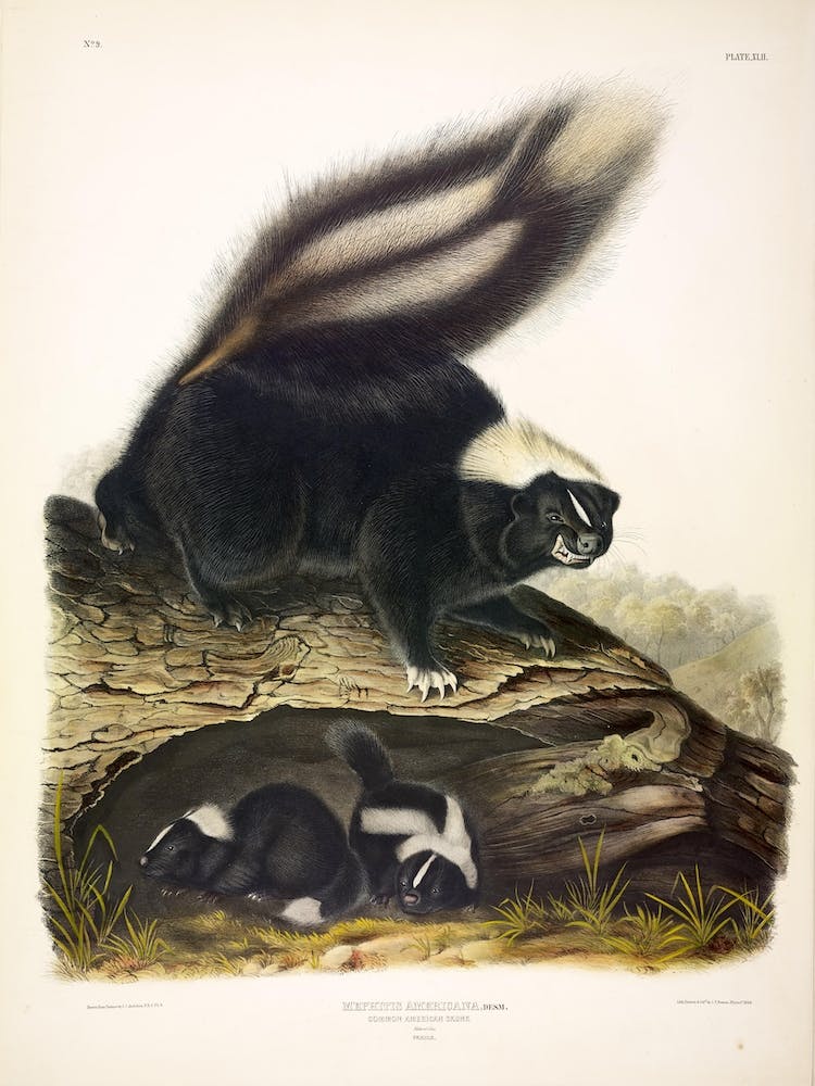 American Skunk, John James Audubon
