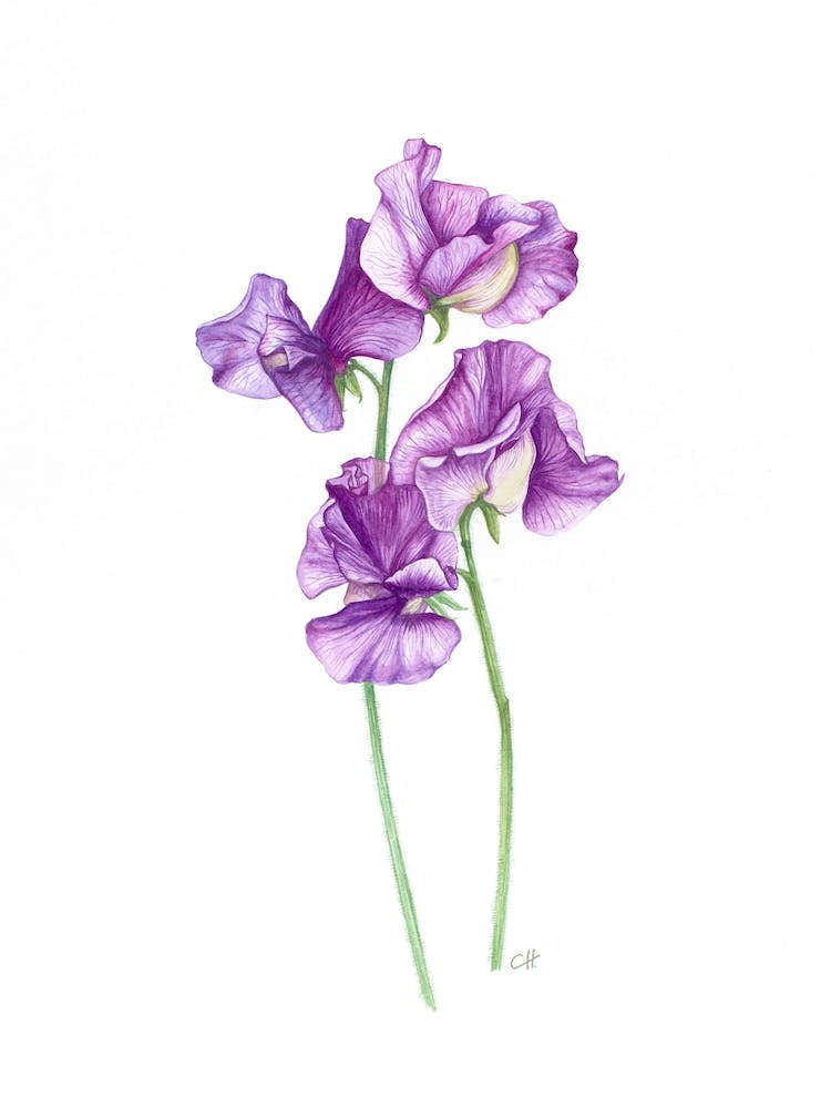 A Posy Of Sweet Peas