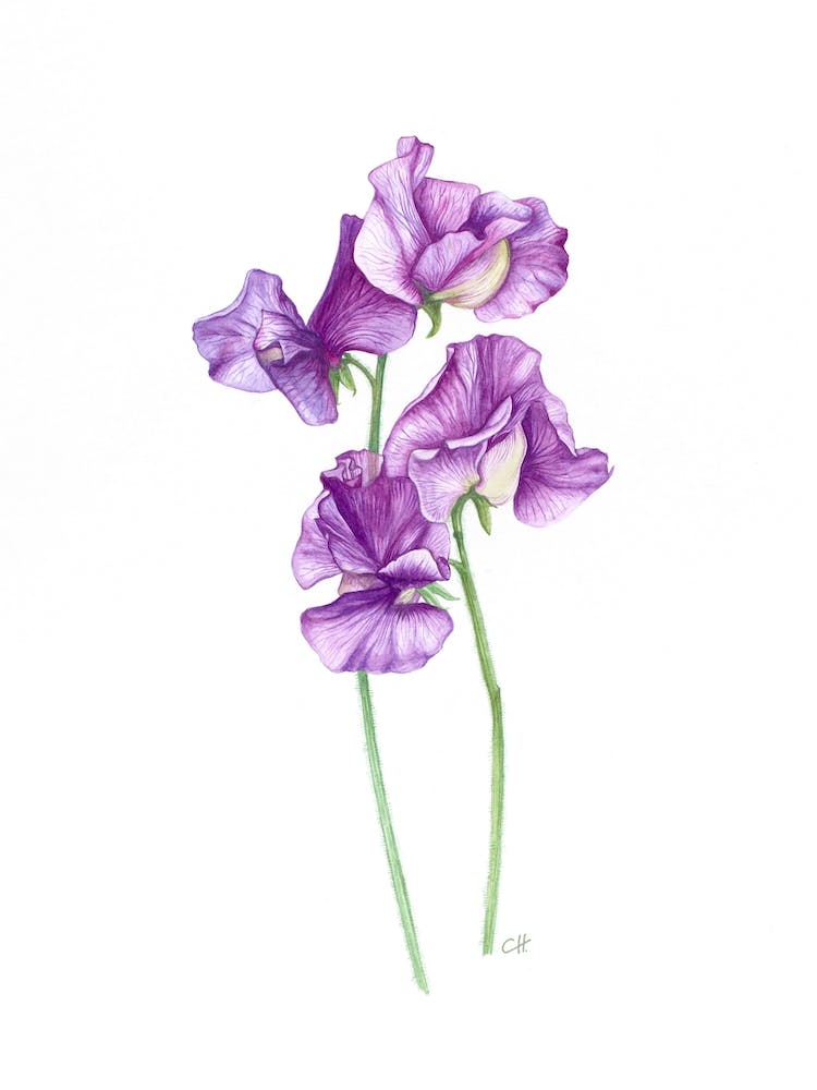 A Posy Of Sweet Peas