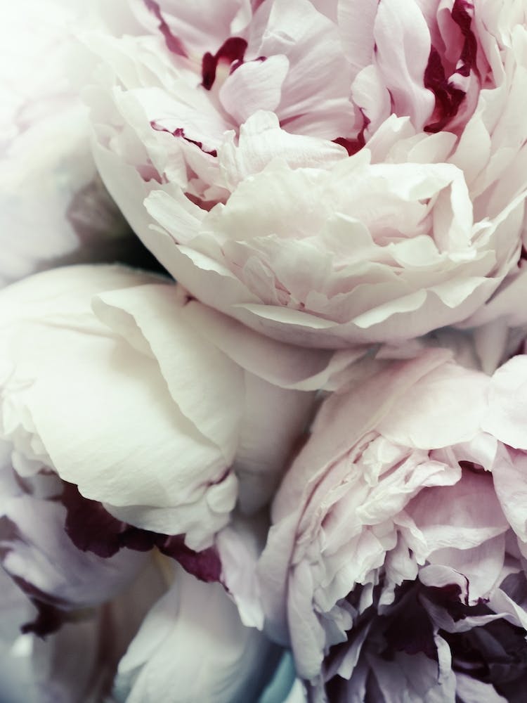 Peonies I