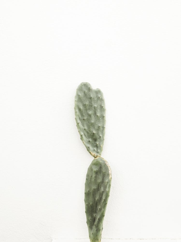 Single Cactus