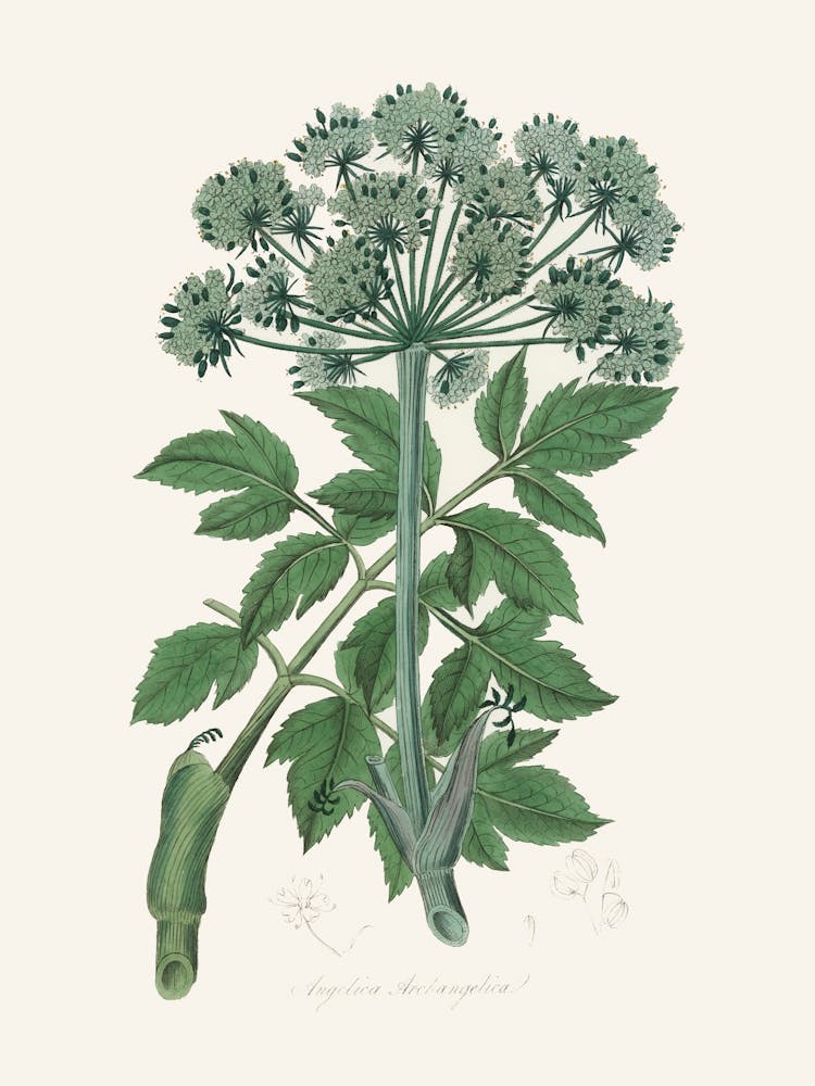 Vintage Botanical John Stephenson and James Morss Churchill_2731650