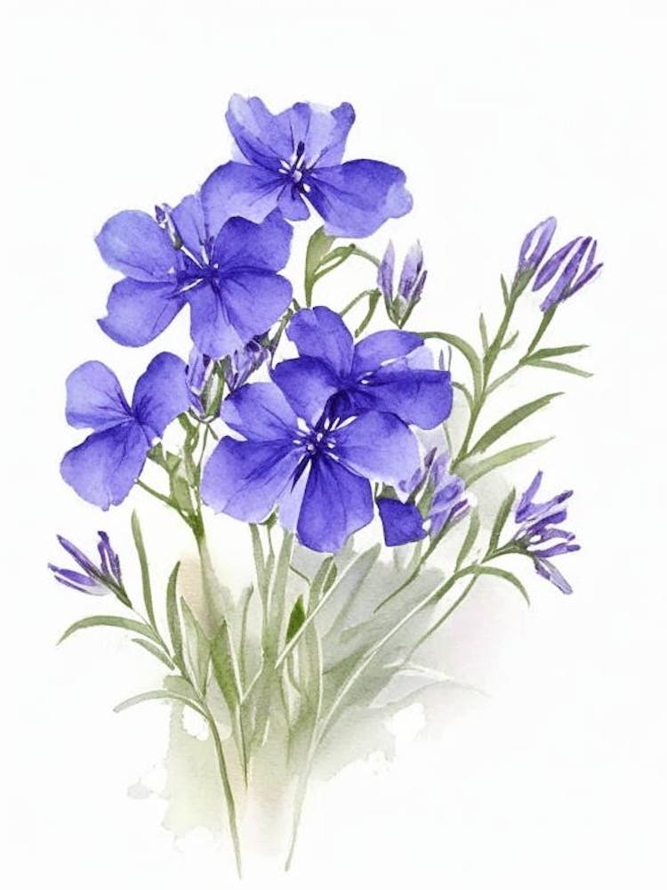 Phlox bleu sauvage, fleur sauvage, aquarelle 2