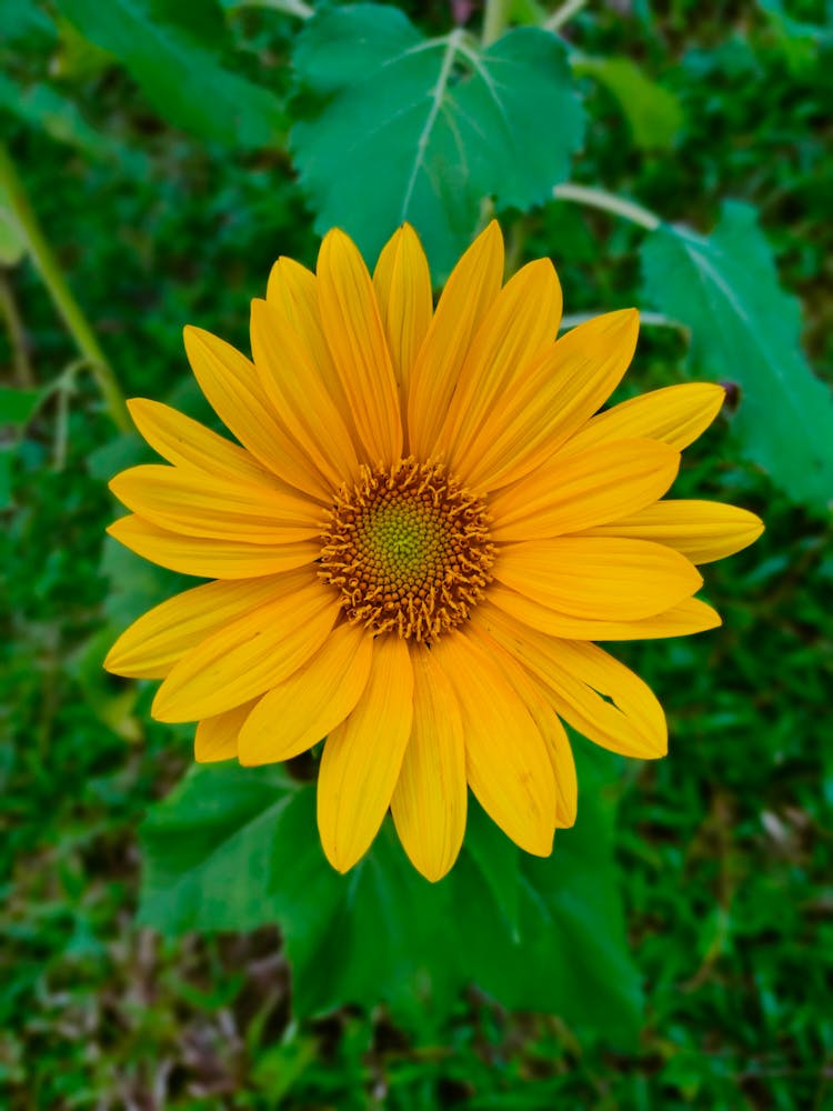 Sunflower 4