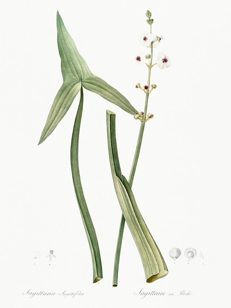 Arrowhead, Pierre Joseph Redoute (2)