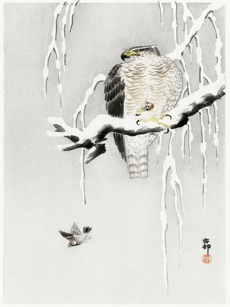 Hawk With Captured Ring Sparrow (1900 1930), Ohara Koson