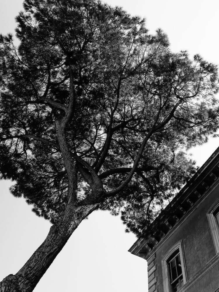 Italian Stone Pine Tree III