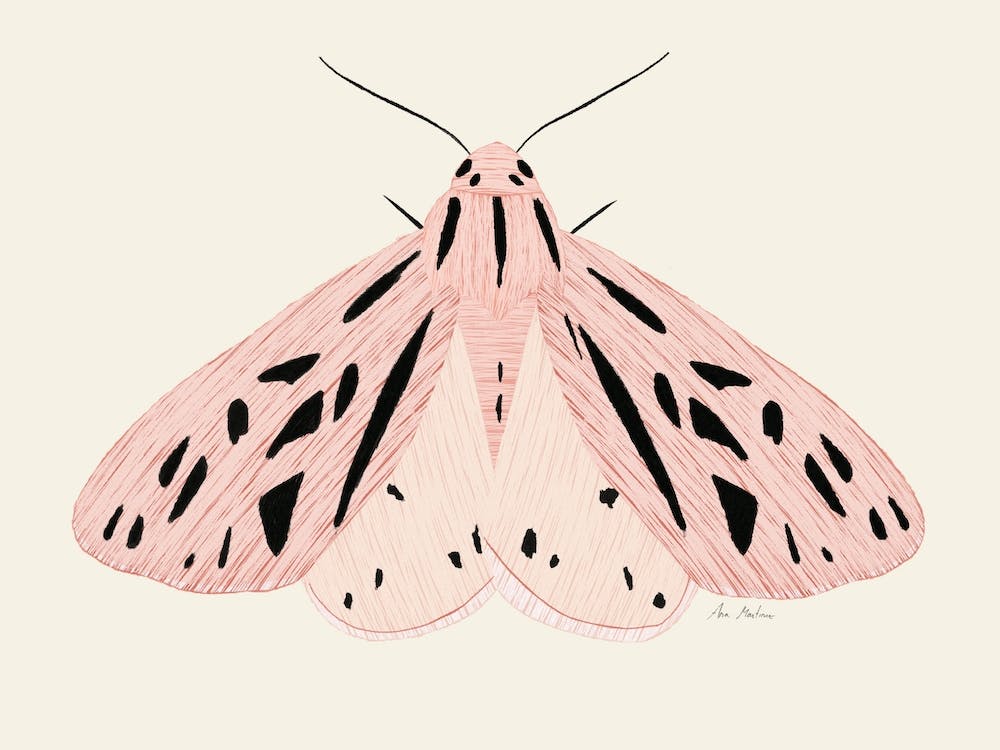Pink Moth