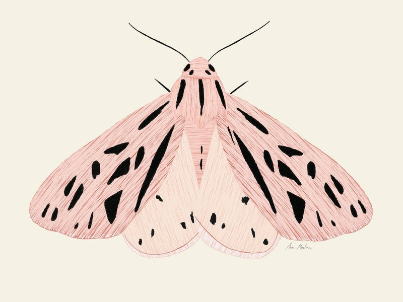 Pink Moth