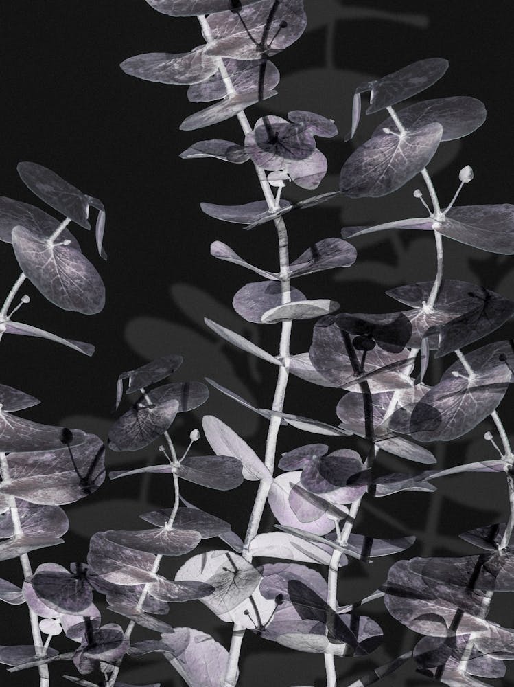 Eucalyptus Negative_2242699