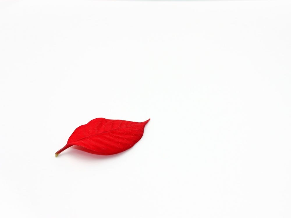 Red Leaf Isolated On White