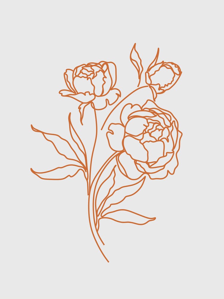 Peonies line art rose