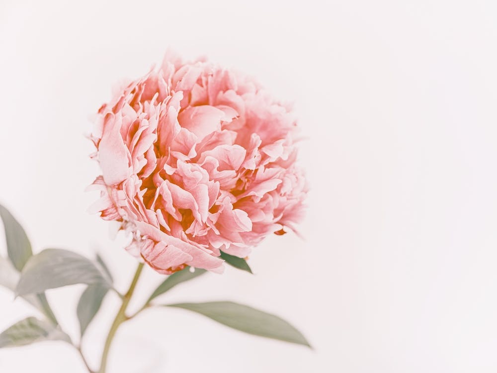 Single Pink Peony