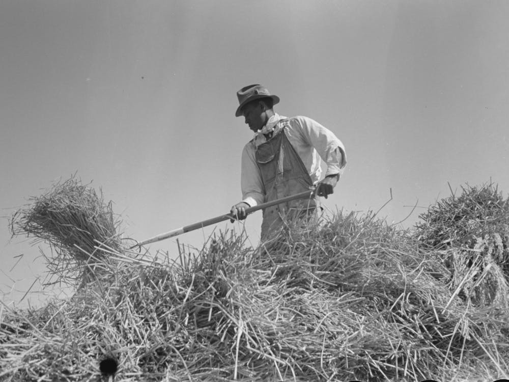 Worker Pitching Bundles Of Rice Near Crowley, Louisiana By Russell Lee