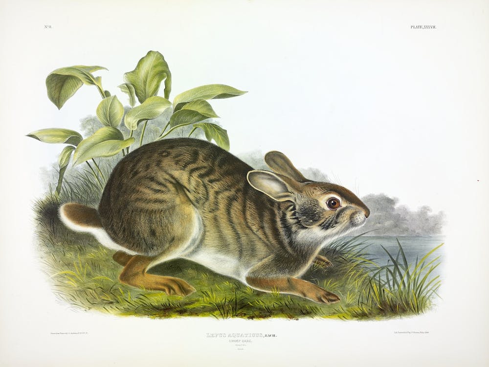 Swamp Hare, John James Audubon