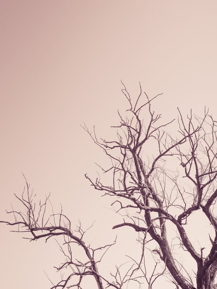 Pink Sky With A Tree