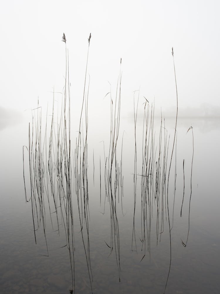 Stille